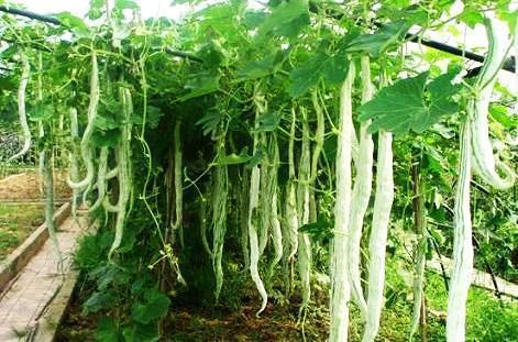 吃蛇瓜小视频大全,小视频带你领略独特风味