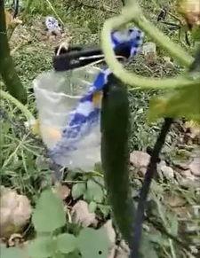 贵州最新吃瓜事件真相视频,揭秘真相背后的惊人内幕