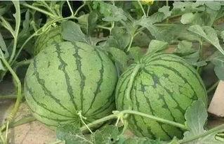 温岭吃瓜事情真相视频大全,真相视频大盘点