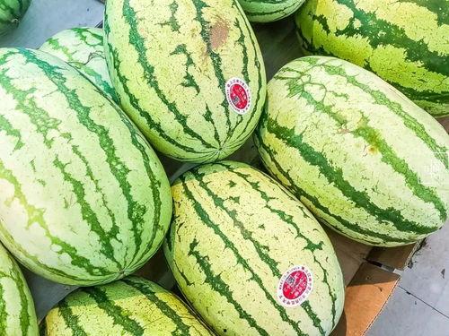 石瓜软了可以吃吗视频,美味依旧？揭秘石瓜软了还能否食用的真相